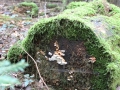 _SymbioseAusLebenUndTod